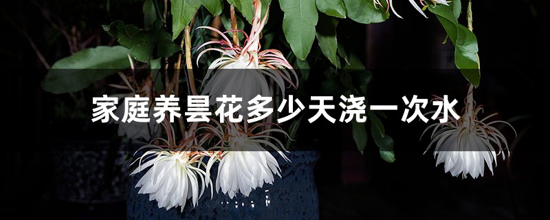 家庭养昙花多少天浇一次水 家庭养昙花多少天浇一次水