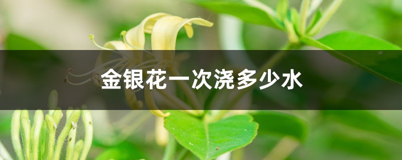 金银花一次浇多少水 金银花一次浇多少水