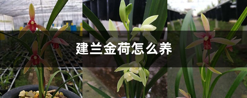 建兰金荷怎么养 建兰金荷怎么养