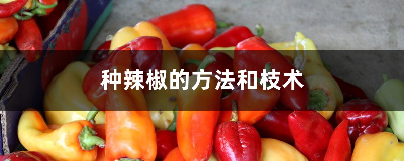 种辣椒的方法和技术 种辣椒的方法和技术