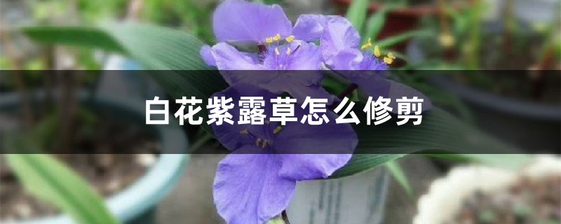 白花紫露草怎么修剪 白花紫露草怎么修剪
