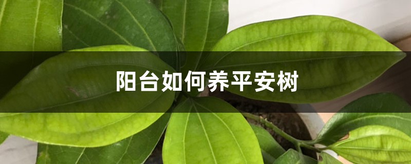 阳台如何养平安树,需要注意什么 阳台如何养平安树,需要注意什么