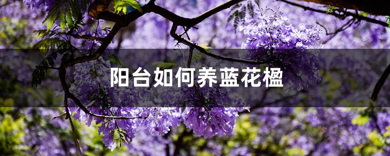 阳台如何养蓝花楹,需要注意什么 阳台如何养蓝花楹,需要注意什么
