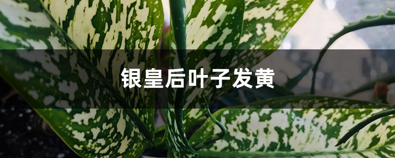 银皇后黄叶的原因和处理办法 银皇后黄叶的原因和处理办法