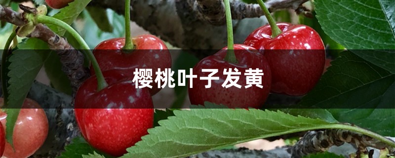 樱桃黄叶的原因和处理办法 樱桃黄叶的原因和处理办法