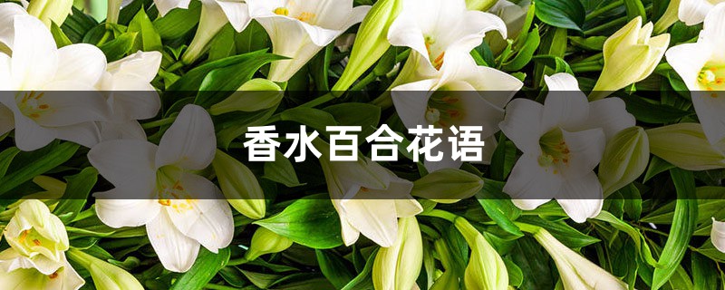 香水百合花语,百合花寓意 香水百合花语,百合花寓意