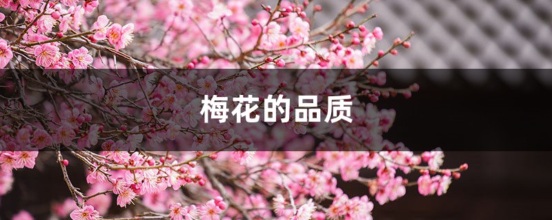 梅花的品质,梅花的象征意义是什么 梅花的品质,梅花的象征意义是什么