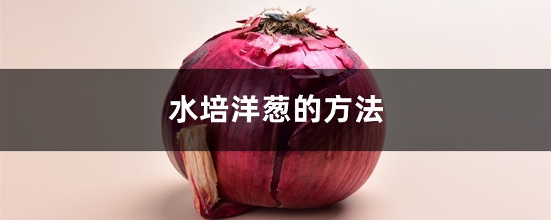 水培洋葱的方法 水培洋葱的方法