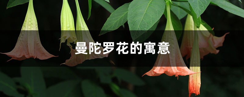 曼陀罗花的寓意,曼陀罗是什么意思 曼陀罗花的寓意,曼陀罗是什么意思