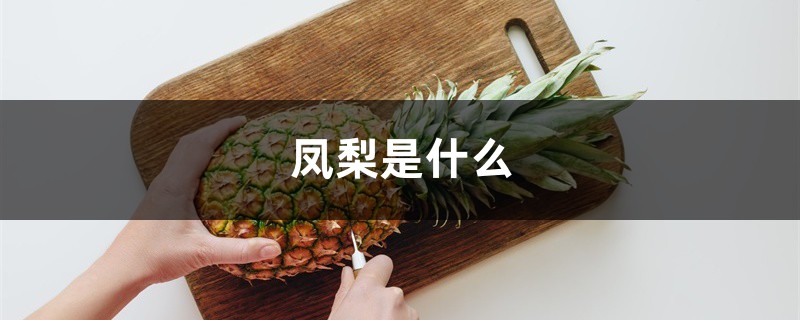 凤梨是什么,凤梨与菠萝的区别 凤梨是什么,凤梨与菠萝的区别