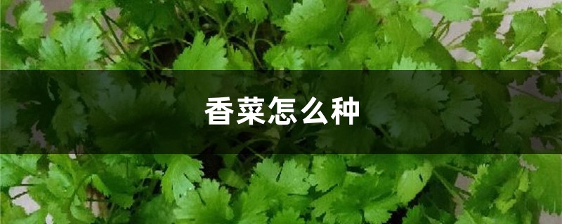 香菜怎么种(种植方法和时间) 香菜怎么种(种植方法和时间)
