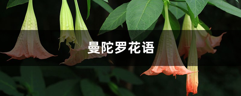 曼陀罗花语,曼陀罗花的寓意 曼陀罗花语,曼陀罗花的寓意