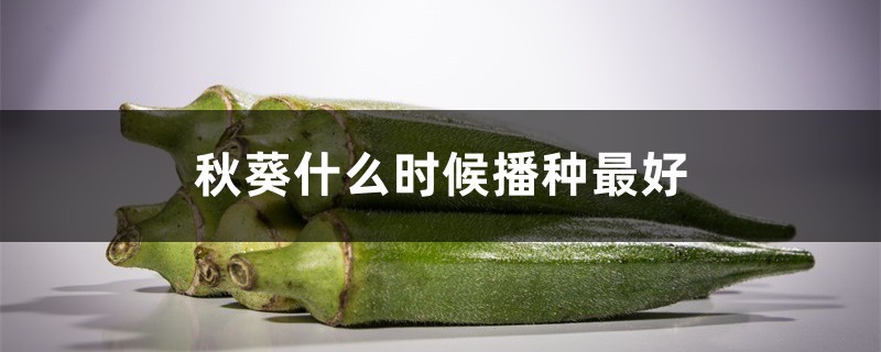 秋葵什么时候播种最好,秋葵一年种几次 秋葵什么时候播种最好,秋葵一年种几次