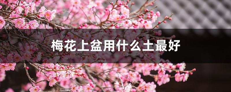 梅花上盆用什么土最好，梅花上盆注意事项