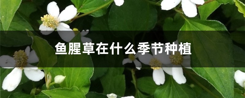 鱼腥草在什么季节种植,怎么种植 鱼腥草在什么季节种植,怎么种植