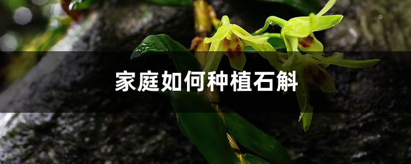 家庭如何种植石斛,在北方怎么过冬 家庭如何种植石斛,在北方怎么过冬
