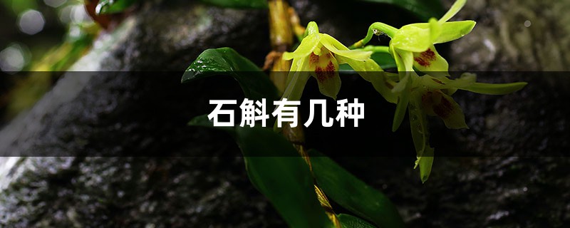 石斛有几种,怎么吃 石斛有几种,怎么吃