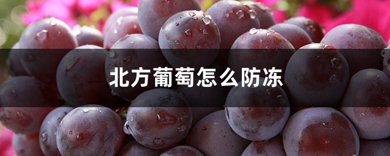 北方葡萄怎么防冻,防冻怎么处理 北方葡萄怎么防冻,防冻怎么处理