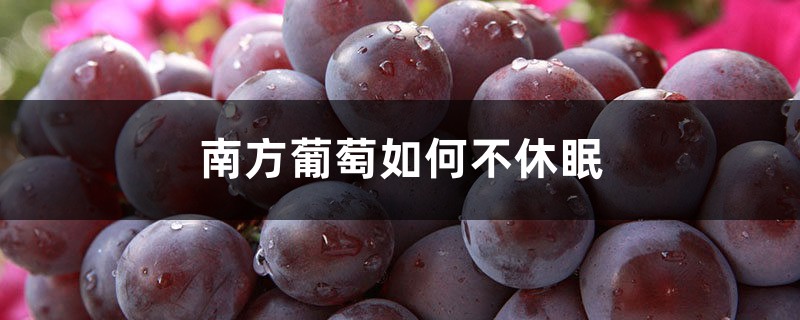 南方葡萄如何不休眠,怎么打破休眠 南方葡萄如何不休眠,怎么打破休眠