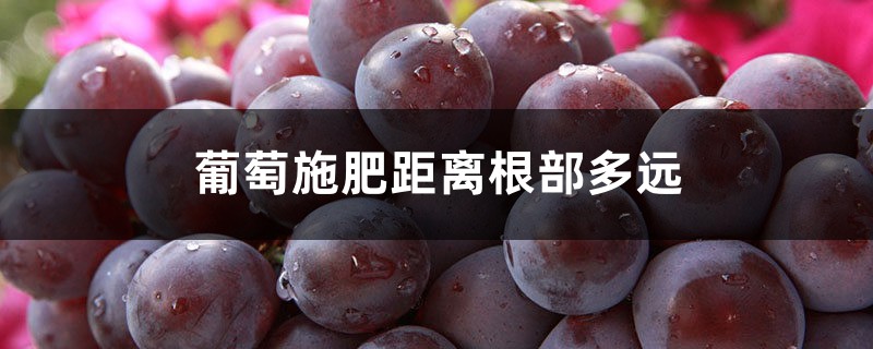 葡萄施肥距离根部多远,施肥的位置和深度 葡萄施肥距离根部多远,施肥的位置和深度