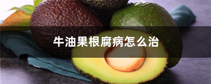 牛油果根腐病怎么治,牛油果病害 牛油果根腐病怎么治,牛油果病害