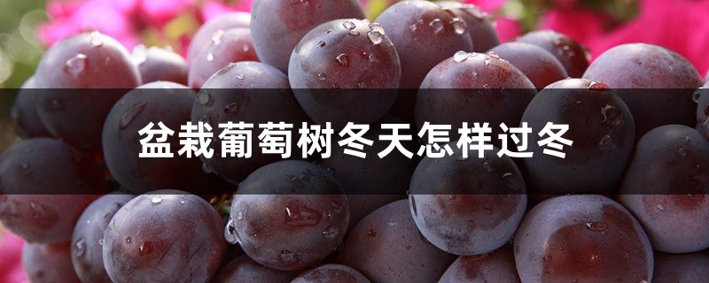 盆栽葡萄树冬天怎样过冬,需要冬眠吗 盆栽葡萄树冬天怎样过冬,需要冬眠吗