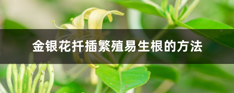 金银花扦插繁殖易生根的方法,扦插金银花多久能生根 金银花扦插繁殖易生根的方法,扦插金银花多久能生根