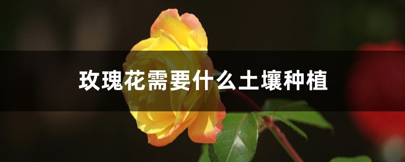 玫瑰花需要什么土壤种植,土壤如何消毒 玫瑰花需要什么土壤种植,土壤如何消毒