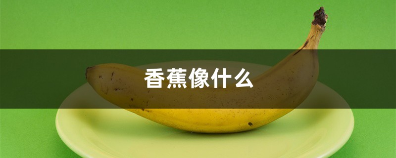 香蕉像什么,香蕉图片 香蕉像什么,香蕉图片