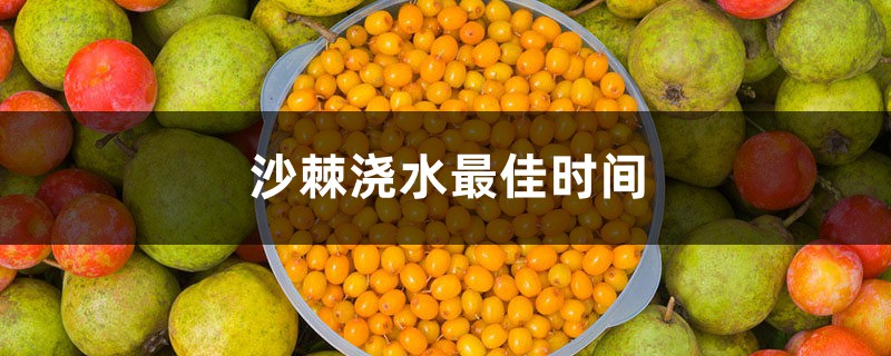 沙棘浇水最佳时间,沙棘树多久浇一次水 沙棘浇水最佳时间,沙棘树多久浇一次水