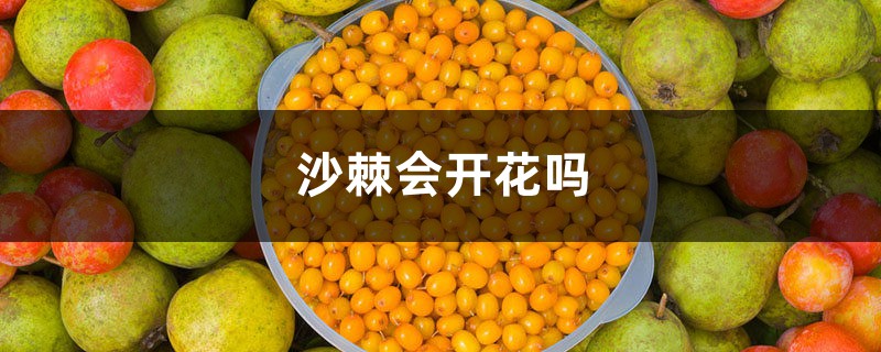 沙棘会开花吗,沙棘的生长特性与适应性 沙棘会开花吗,沙棘的生长特性与适应性