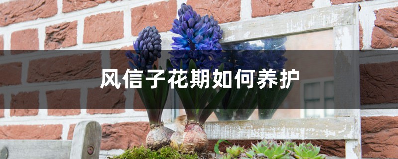风信子花期如何养护,风信子的开花时间 风信子花期如何养护,风信子的开花时间