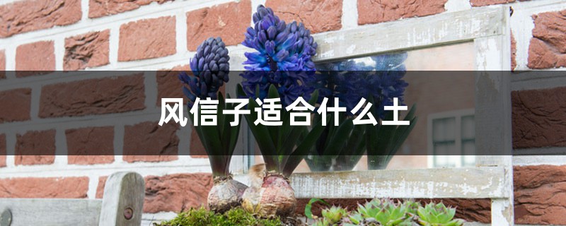 风信子适合什么土,风信子能在家里养吗 风信子适合什么土,风信子能在家里养吗