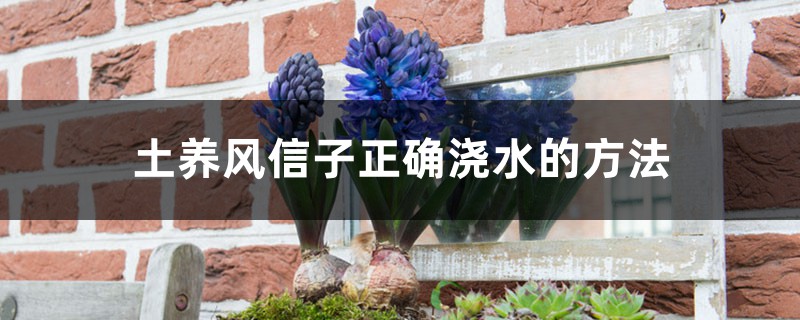 土养风信子正确浇水的方法,出现积水要处理吗 土养风信子正确浇水的方法,出现积水要处理吗