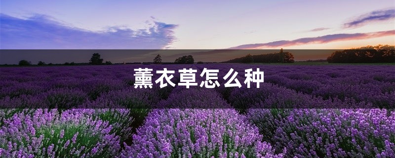薰衣草怎么种,薰衣草种子种植方法 薰衣草怎么种,薰衣草种子种植方法