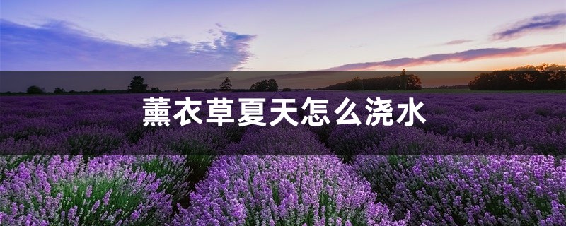薰衣草夏天怎么浇水,薰衣草容易养活吗 薰衣草夏天怎么浇水,薰衣草容易养活吗