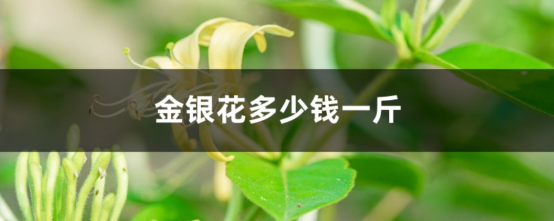 金银花多少钱一斤,不能和什么一起吃 金银花多少钱一斤,不能和什么一起吃