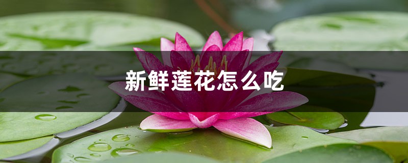 新鲜莲花怎么吃,孕妇能吃吗 新鲜莲花怎么吃,孕妇能吃吗