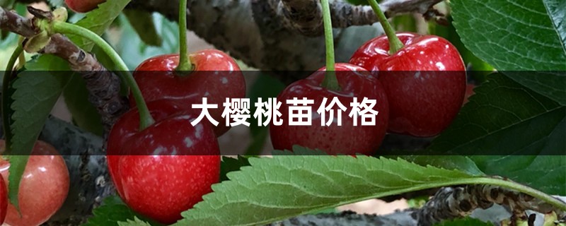 大樱桃苗的品种和价格 大樱桃苗的品种和价格