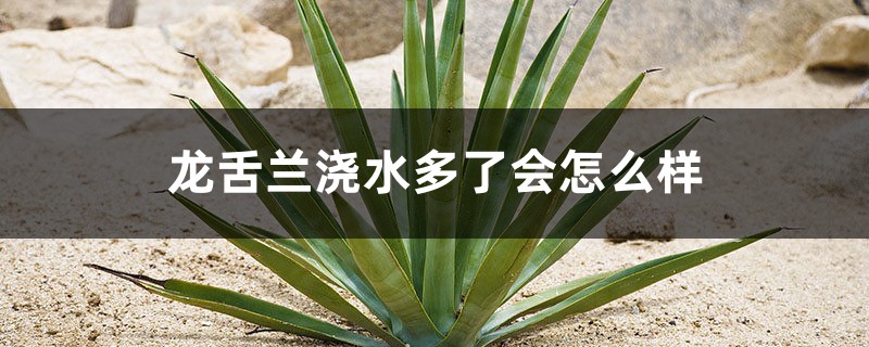 龙舌兰浇水多了会怎么样,夏天多久浇水一次 龙舌兰浇水多了会怎么样,夏天多久浇水一次