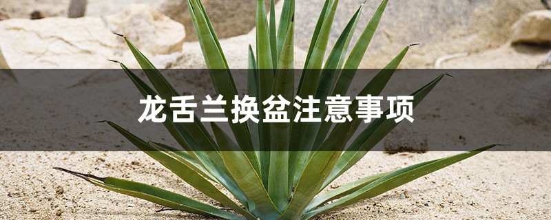 龙舌兰换盆注意事项,龙舌兰什么时候换盆 龙舌兰换盆注意事项,龙舌兰什么时候换盆