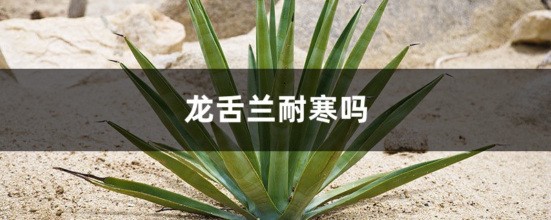 龙舌兰耐寒吗,耐阴吗 龙舌兰耐寒吗,耐阴吗