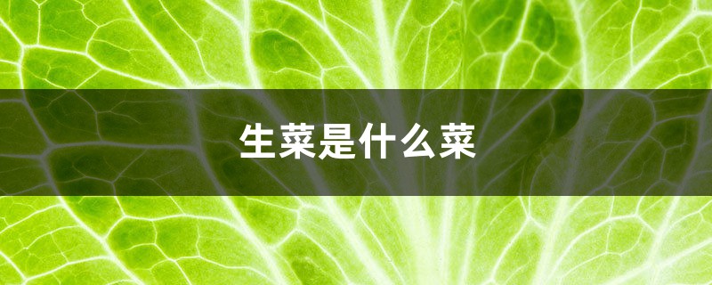 生菜是什么菜,是寒性食物吗 生菜是什么菜,是寒性食物吗