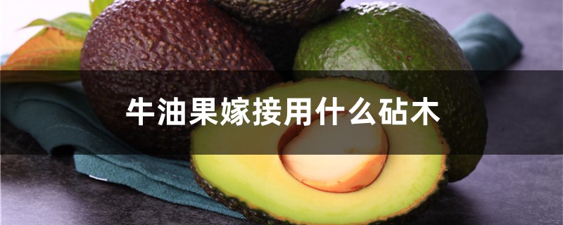 牛油果嫁接用什么砧木,牛油果树如何嫁接 牛油果嫁接用什么砧木,牛油果树如何嫁接