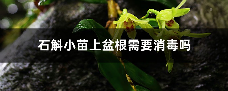 石斛小苗上盆根需要消毒吗,什么时候开花 石斛小苗上盆根需要消毒吗,什么时候开花