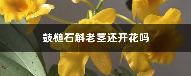 鼓槌石斛老茎还开花吗 鼓槌石斛老茎还开花吗