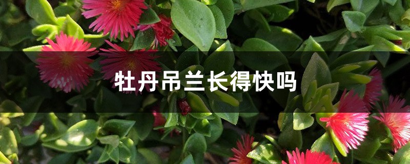 牡丹吊兰长得快吗 牡丹吊兰长得快吗
