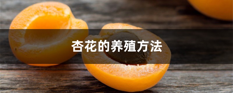 杏花的养殖方法和注意事项 杏花的养殖方法和注意事项