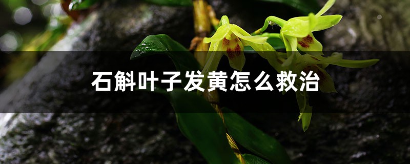 石斛叶子发黄怎么救治 石斛叶子发黄怎么救治