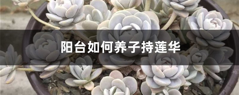 阳台如何养子持莲华,需要注意什么 阳台如何养子持莲华,需要注意什么